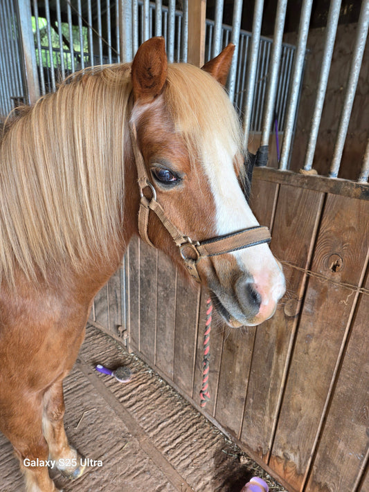 The Things You Forget When Your Horse Has Laminitis