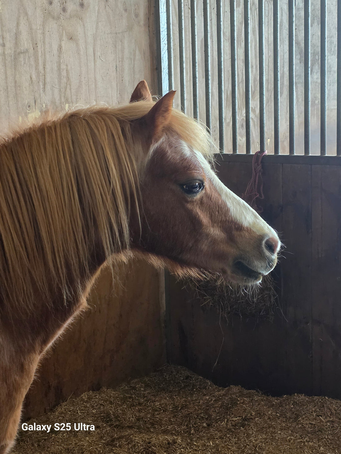 Why Keeping Records Helps Manage EMS/Cushing’s and Laminitis