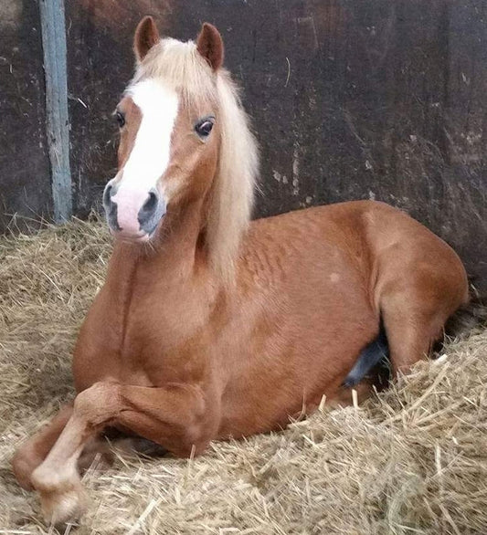 Beyond Laminitis: What EMS and PPID Looked Like in My Pony